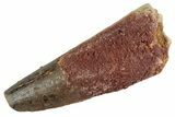 Fossil Spinosaurus Tooth - Feeding Worn Tooth #367944-1
